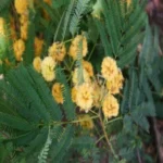 Buy Black siris, Albizia odorattissima, bhusirisah, Ceylon 
rosewood, काला सिरिस, kala siris, சிலை, 
silai, கருவாகை, karuvakai - Live plant online 
shopping for sale