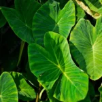 Buy Alocasia indica, Giant taro, ape, giant alocasia, biga, pia, 
merukan kizhangu - Live plant online shopping for sale