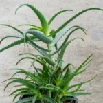 Buy Candelabra aloe, Aloe arborescens, cancer katralai, uyara 
katralai - Live plant online shopping for sale