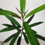 Buy Madhuca insignis, kattu kugilam, kattu iluppai, 
காட்டு இலுப்பை - live plant online 
shopping for sale