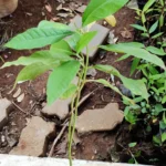 Buy Michelia Champaca, Golden Champa flower, manjal shenbagam, 
yellow champac, செண்பகம் மரம் - Herbal 
plant online shopping for sale