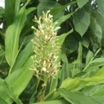 Buy Alphina galanga, Perarathai, பேரரத்தை, Thai 
Ginger, siamese ginger, Greater Galangal - Live plant online 
shopping for sale