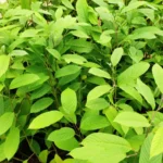 Buy Cananga odorata, Ylang ylang tree, manoranjitha tree, apoora 
champaka, shenbagam - original, நாட்டு 
செண்பகம் - Live plant online shopping for sale