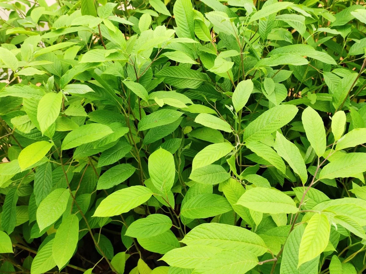 prep_199_featured.webp Buy Cananga odorata, Ylang ylang tree, manoranjitha tree, apoora
champaka, shenbagam - original, நாட்டு
செண்பகம் - Live plant online shopping for sale - Image 1