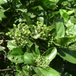 Buy Headache Tree, premna serratifolia, pasumunnai, agnimantha, 
பசுமுன்னை - Live plant online shopping for sale
