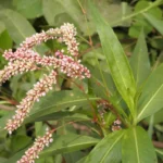 Buy Denseflower knotweed, Polygonum glabrum, Persicaria glabra, 
Aatralari, ஆற்றலரி, Neeru ganneru - Live plant 
online shopping for sale