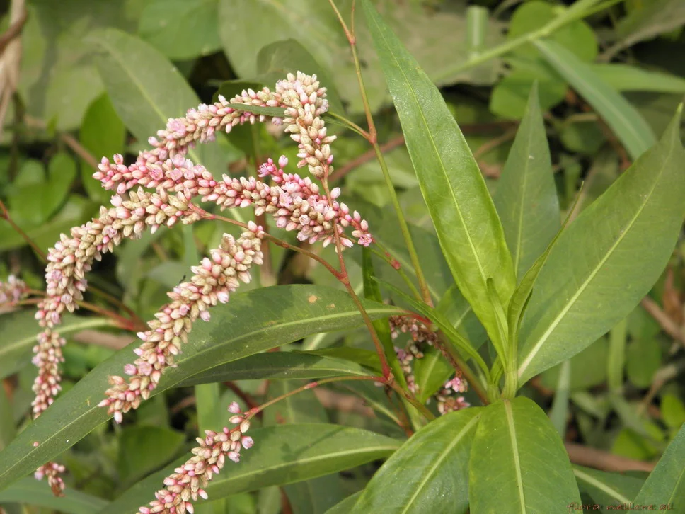 prep_1_featured.webp Buy Denseflower knotweed, Polygonum glabrum, Persicaria glabra,
Aatralari, ஆற்றலரி, Neeru ganneru - Live plant
online shopping for sale - Image 1