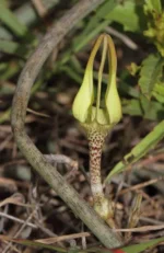 Buy ceropegia juncea, Somalatha, somavalli, சோமலதா - 
herbal live plants online shopping for sale - Image 2