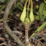 Buy ceropegia juncea, Somalatha, somavalli, சோமலதா - 
herbal live plants online shopping for sale