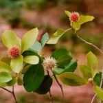 Buy Meenakshi tree, Mitragyna parvifolia, Senkadambu, 
neerkadambu, true kadamb - Live plant online shopping for sale
