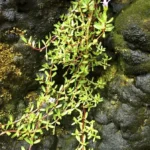 Buy Neer Brahmi, Bacopa Monnieri, Neer Brahmi, Jala Brahmi, Nir 
Brahmi, Jalbuti, Sambrani Aku, Aku Brahmi, நீர் 
பிரம்மி - Live plant online shopping for sale