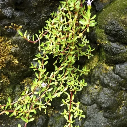 Buy Neer Brahmi, Bacopa Monnieri, Neer Brahmi, Jala Brahmi, Nir 
Brahmi, Jalbuti, Sambrani Aku, Aku Brahmi, நீர் 
பிரம்மி - Live plant online shopping for sale