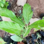 Buy Litsea glutinosa, brown bollygum, bolly beech, elumburukki, 
எலும்புருக்கி - Live plant online 
shopping for sale