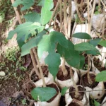 Buy Ficus Exasperata, sandpaper fig - live plant online shopping 
for sale
