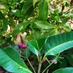 Buy syzygium travancorium, vathamkolli maram, poriyal, sennaval, 
sigappu naval, சிகப்பு நாவல் - Live plant 
online shopping for sale