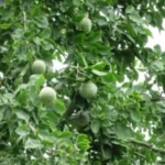 Buy Kuravan kanda mooligai, appam, குரவன் 
கண்ட மூலி, thottea siliquosa - Live Plant Online 
Shopping for Sale