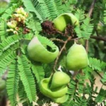 Buy Divi Divi, American Sumac, cascalote, caesalpinia coroaria, 
konaivel, ink maram - live plant online shopping for sale