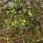 Buy indian balm of gilead, mulkiluvai, usavu, mullu betta maavu, 
guggilamu - Live Plant Online Shopping for Sale