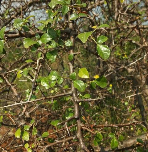 prep_218_featured.webp Buy indian balm of gilead, mulkiluvai, usavu, mullu betta maavu,
guggilamu - Live Plant Online Shopping for Sale - Image 1