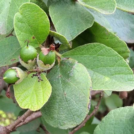 prep_219_featured.webp Buy snot berry, perum naruvizhi, dodda narevali, nakkera,
sandpaper saucer berry - Live Plant Online Shopping for Sale - Image 1