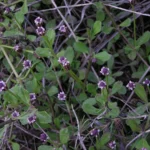 Buy Frog Fruit, Phyla Nodiflora, Podutalei, Nelahippali, Jalbuti, 
Bokkena, Jalpapli, பொடுதலை - Live plant online 
shopping for sale