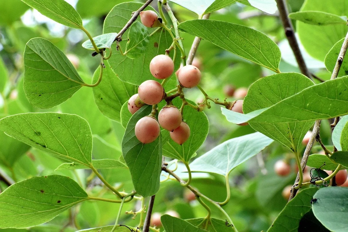 prep_220_featured.webp Buy Assyrian plum, naruvili, lasura, laveda, geduri - Live Plant
Online Shopping for Sale - Image 1
