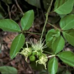 Buy sacred garlic pear, temple plant, maavilangam, maavilanga, 
magalingam, nurvala, மாவிலங்கம் - Live Plant 
Online Shopping for Sale