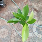 Buy Dimorphocalyx glabellus, weli wenna, tentukki, jodpakli, 
malaikkulukki - Live plant online shopping for sale