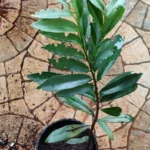 Buy somolpanachai, chinnathuvarai, Kunchiganamara, Illaccivicca, 
Kattuthovara, Diospyros affinis - Live Plant Online Shopping for 
Sale