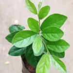 Buy Green ebony persimmon, Kala tendu, Kinnu, Jagalaganti, 
Karuvakkanai, diospyros chloroxylon - Live plant online shopping 
for sale