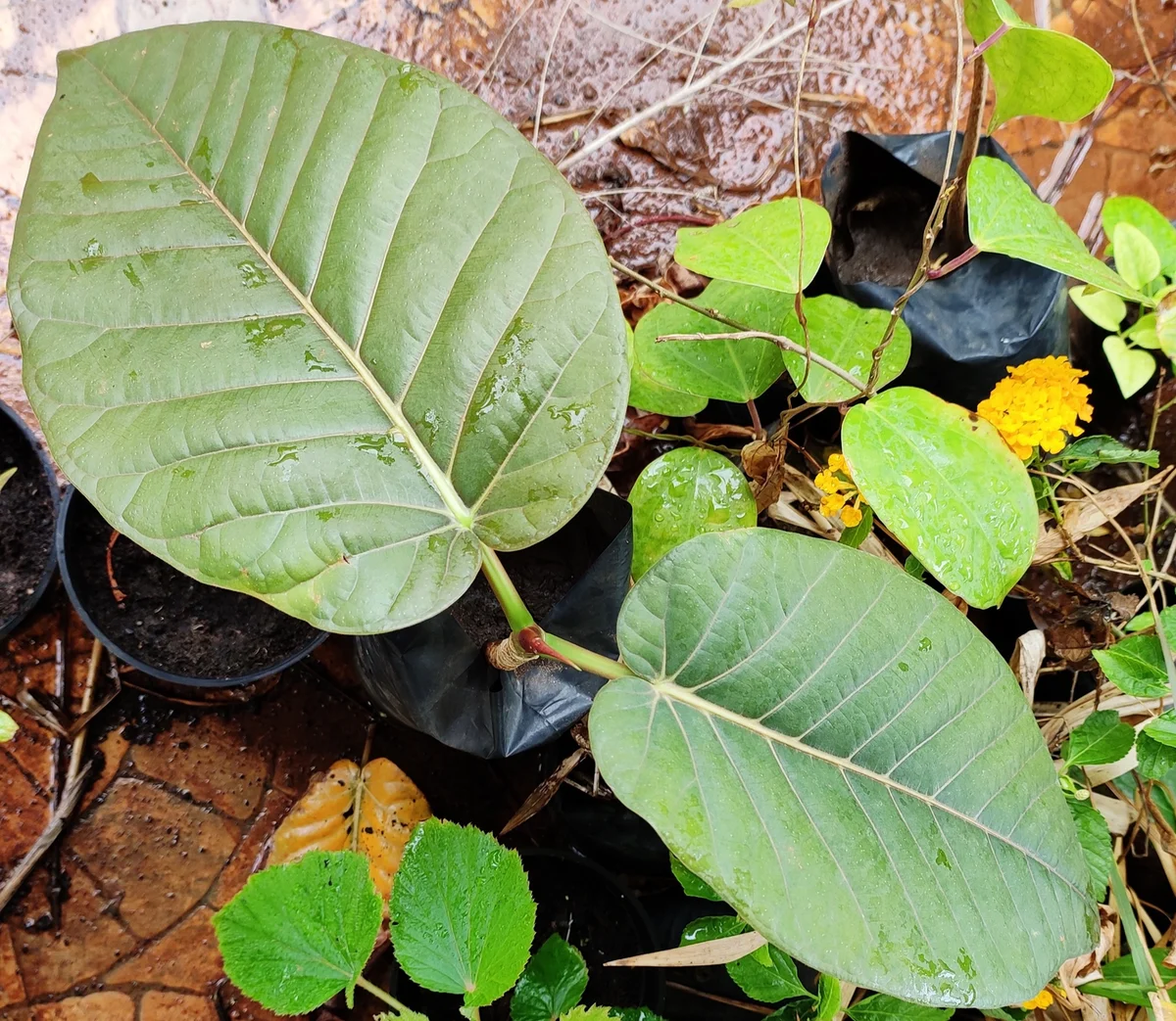 prep_225_featured.webp Buy ficus dalhosiae, Dalhousiae’s Ficus, kallaal, sivan maram,
thakshanamoorthy maram, sivan kallaalam - Live Plant Online
Shopping for Sale - Image 1