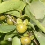 Buy bombay ebony, Diospyros montana, vakkanathi, malayakathi, 
jagalaganti, kakaulimera, bistendu - Live Plant Online Shopping 
for Sale