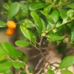 Buy Diospyros ferrea, irumbili, இறும்பிலி, 
black ebony, angaru, karugana, irumbali, chinnavulunji - Live 
plant online shopping for sale