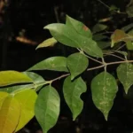 Buy kaya, peekonji, vengalai kaaya, kuntinerudu - Live Plant 
Online Shopping for Sale