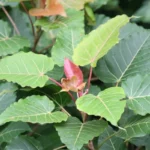 Buy indian rock fig, wild peepal, bassari, piras pipal, pimpli, 
kalla ashwatha, kalarasu - Live Plant Online Shopping for Sale