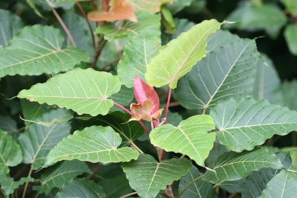 prep_231_featured.webp Buy indian rock fig, wild peepal, bassari, piras pipal, pimpli,
kalla ashwatha, kalarasu - Live Plant Online Shopping for Sale - Image 1
