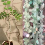 Buy Yeru Singi live plant with authentic traditional herbal roots and foliage