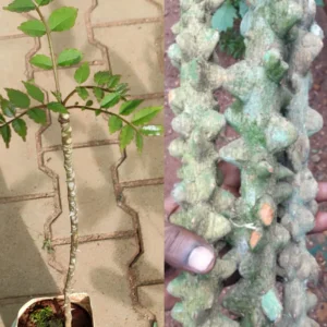 Buy Yeru Singi live plant with authentic traditional herbal roots and foliage