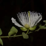 Buy large petal caper, capparis grandiflora - Live plant online 
shopping for sale