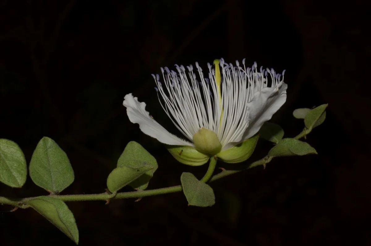 prep_234_featured.webp Buy large petal caper, capparis grandiflora - Live plant online
shopping for sale - Image 1
