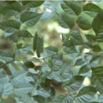 Buy Indian Redwood, Bastard cedar, Mamsarohini, 
மாம்சரோஹிணி - Live Plant Online Shopping 
for Sale