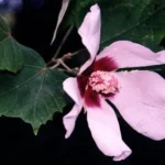 Buy Hibiscus, hibiscus rosasinensis, sembaruthi, dasavala, 
chemparati, gurhal - Live plant online shopping for sale