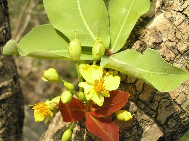 prep_239_featured.webp Buy chilanti, kalkuruvi, padalakonai, panjaram, ramdhan champa,
ramatama champaka, erra juvi, kukkamovi, ochna obtusata - Live
plant online shopping for sale - Image 1
