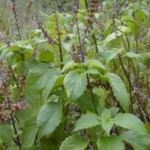Buy kattu thulasi, wild tulsi, wild basil, ocimum gratissimum, 
காட்டு துளசி - Live plant online shopping 
for sale