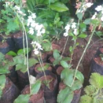 Buy Habenaria roxburghii, kama chakkarai, nila aarchidu, chukka 
dumpa, Roxburgh's Habenaria, kamasakkarai, காம 
சக்கரை - Live plant online shopping for Sale