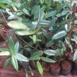 Buy Sal, ven Kungiliam, Vellai Sambrani, வெள்ளை 
சாம்பிராணி, shorea talura - Live plant online 
shopping for Sale