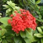 Buy Ixora, Ixora coccinea, vedchi, rangan, chethi, rugmini, 
இட்லி பூ - Live plant online shopping for sale