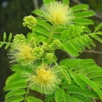 Buy Albizia amara, arappu maram, Krishna Siris, कृष्ण 
सिरिस, karuvagai, அரப்பு மரம், 
உசிலை Usilai, ஊஞ்சை, oonjai - Live plant 
online shopping for sale