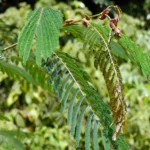 Buy Albizia chinensis, Chinese Albizia, silk tree, काला 
सिरिस, kala siris, சிலைவாகை, cilai 
vakai, பீலிவாகை, pilivakai - Live plant online 
shopping for sale