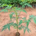Buy Malabar Neem, melia dubia, malai vembu, kadubevu, 
munnatikara, மலை வேம்பு - Live plant online 
shopping for sale